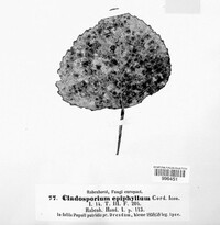Cladosporium epiphyllum image